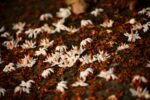 Raat Raani Attar | Natural Night-Blooming Jasmine Perfume | Long-Lasting Indian Attar | Fragranzia - Image 2