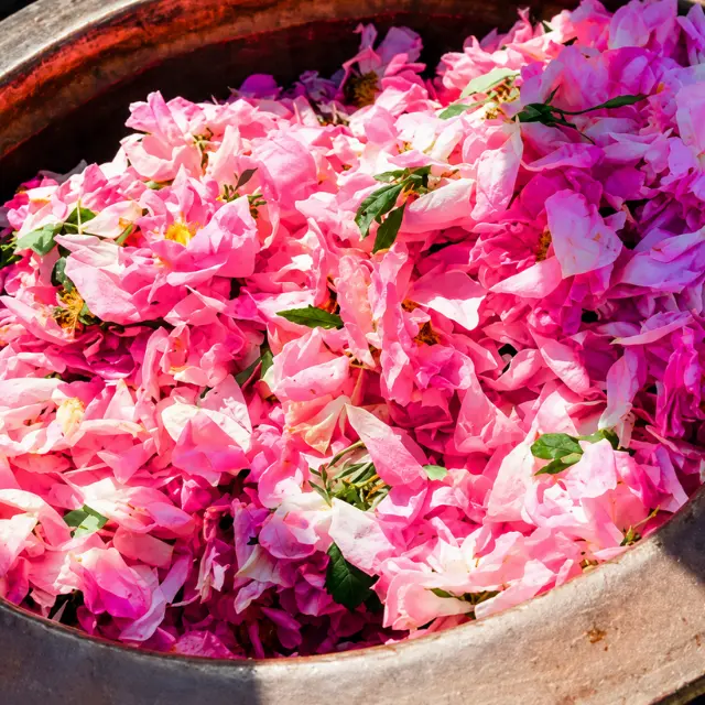 kannauj attar rose flower